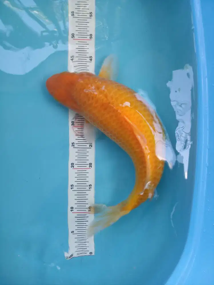 Koi karasi bulky munuk 50cm