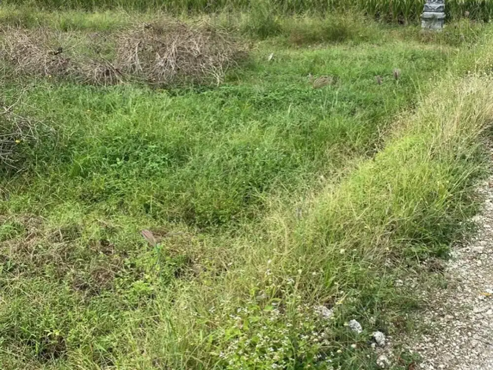 Tanah di Tabanan Zona Pink Cocok untuk Villa