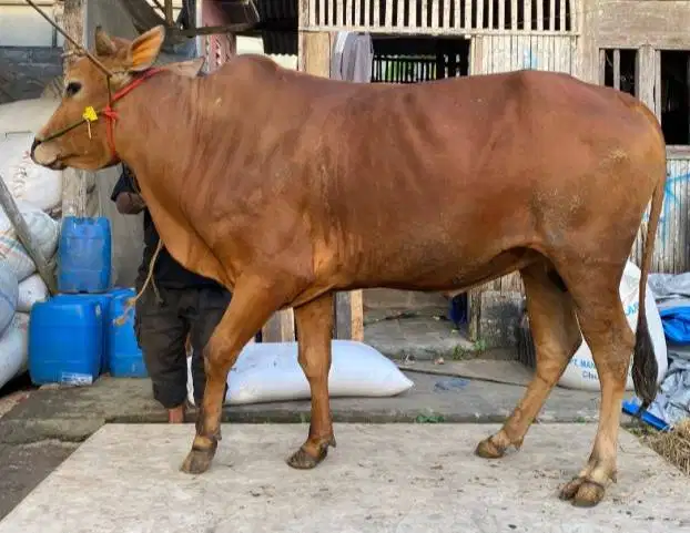 sapi jantan 350kiloan siap hewan qurban 2026 rawatan ekonomisan manteb