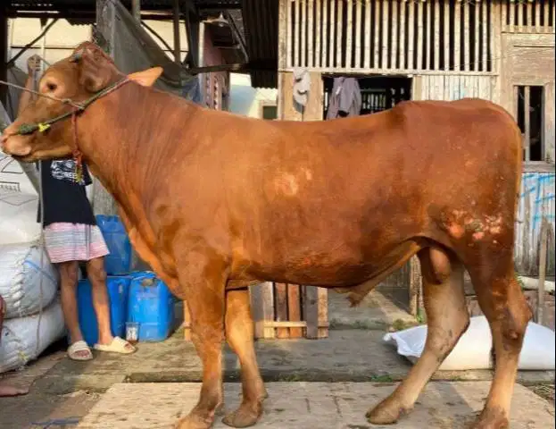sapi jantan 350kiloan siap hewan qurban 2026 rawatan ekonomisan manteb