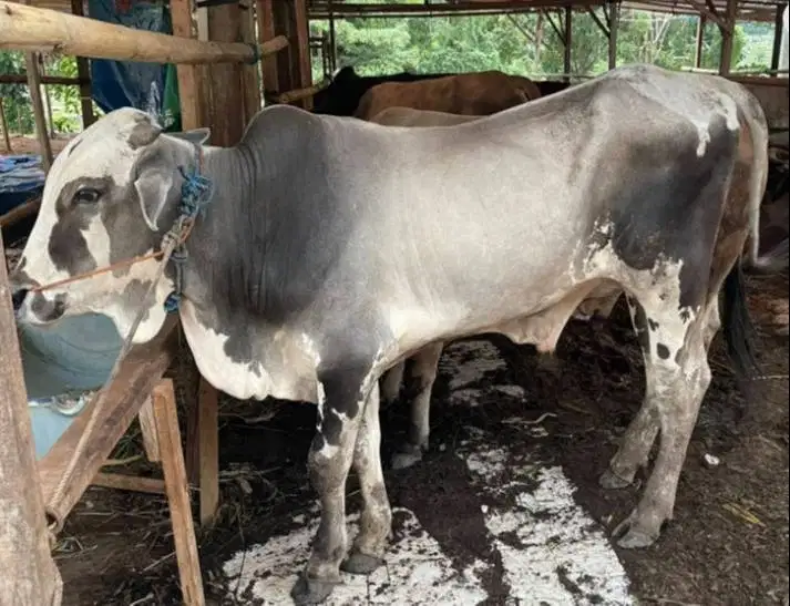 sapi jantan 350kiloan siap hewan qurban 2026 rawatan ekonomisan manteb