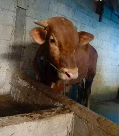 sapi jantan 350kiloan siap hewan qurban 2026 rawatan jamin manteb puas