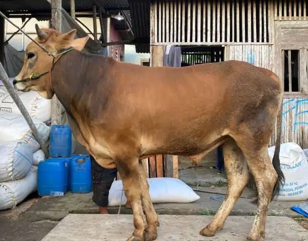 sapi jantan 350kiloan siap hewan qurban 2026 rawatan jamin manteb puas