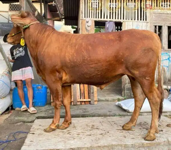 sapi jantan 350kiloan siap hewan qurban 2026 rawatan jamin manteb puas
