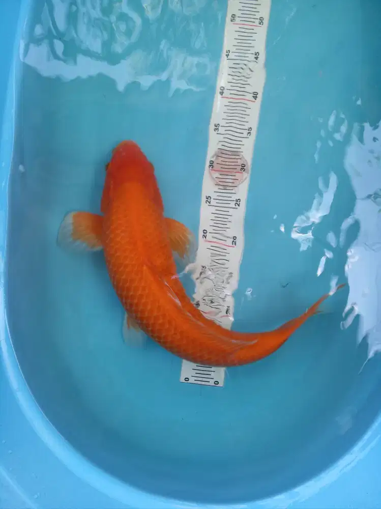 Koi benigoi munuk 50cm