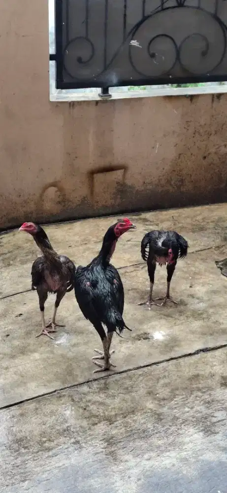 DIJUAL AYAM BANGKOK BRAZILIAN 4 EKOR