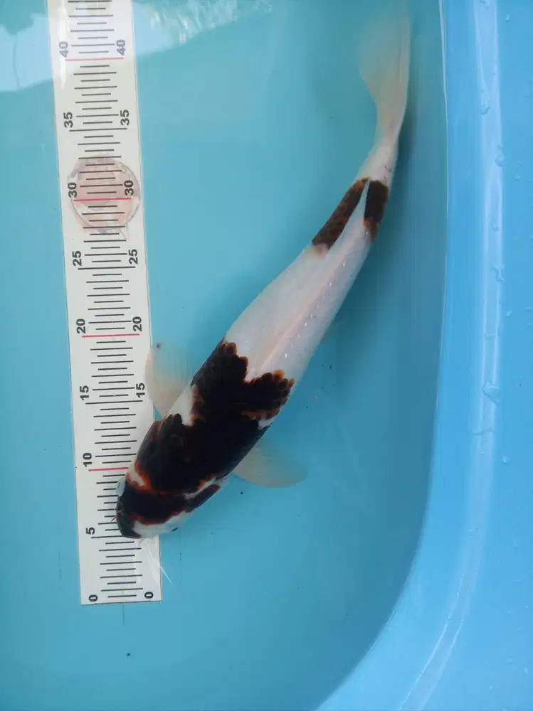 Koi budo goromo hitam putih