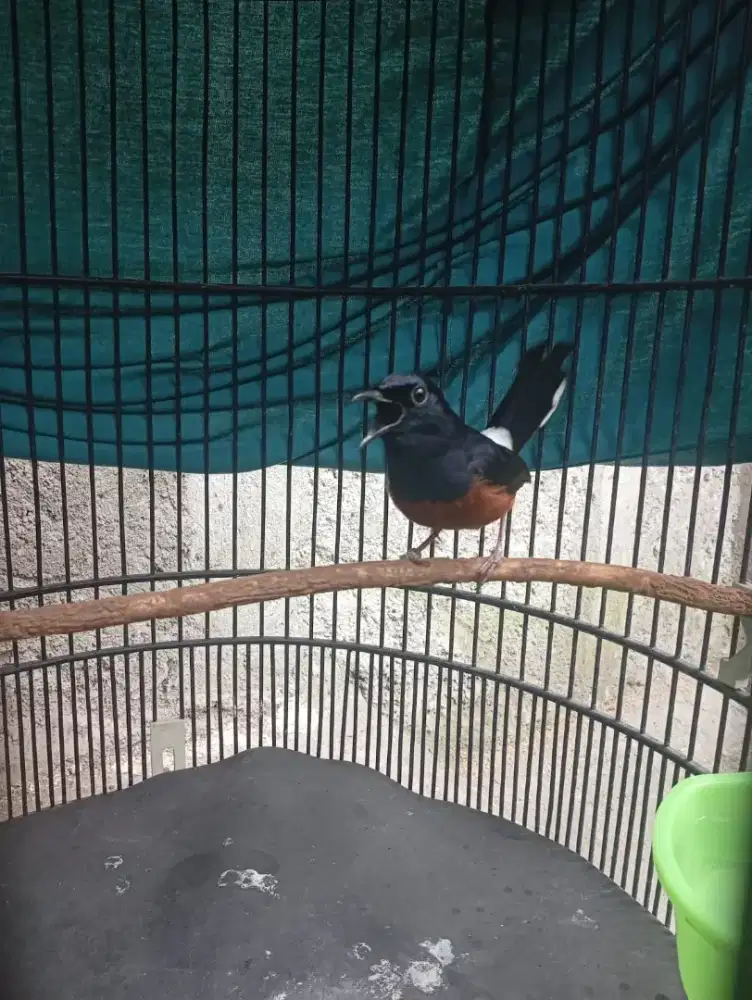 Murai Prestasi Laber n Lapresan