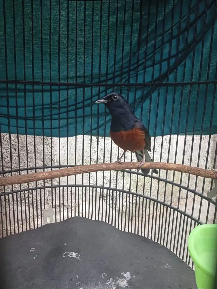 Murai Prestasi Laber n Lapresan