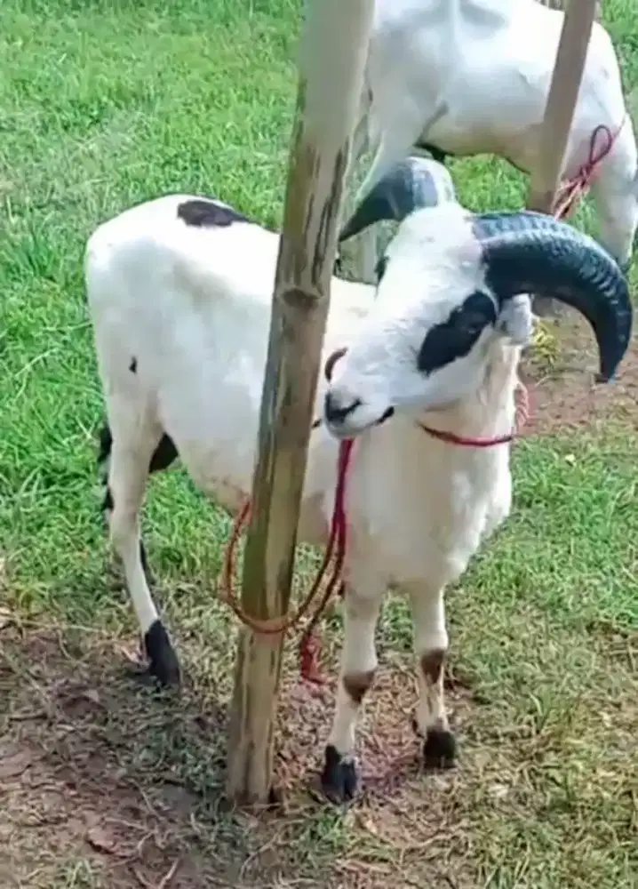 Domba Qurban Padasuka atas