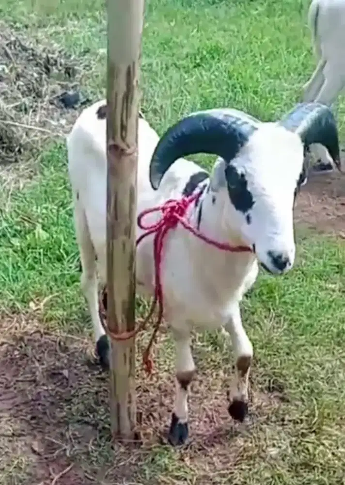 Domba Qurban Padasuka atas