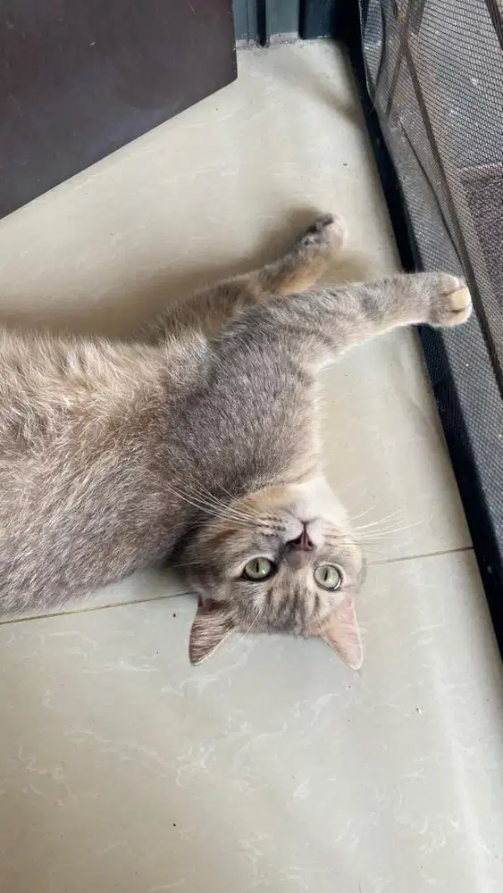 BRITISH SHORT HAIR GOLDEN BLUE