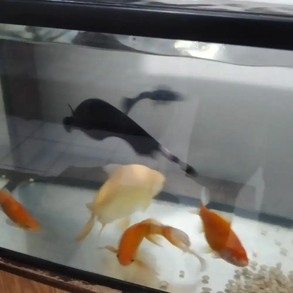 Jual Ikan beserta Aquarium + Gelembung