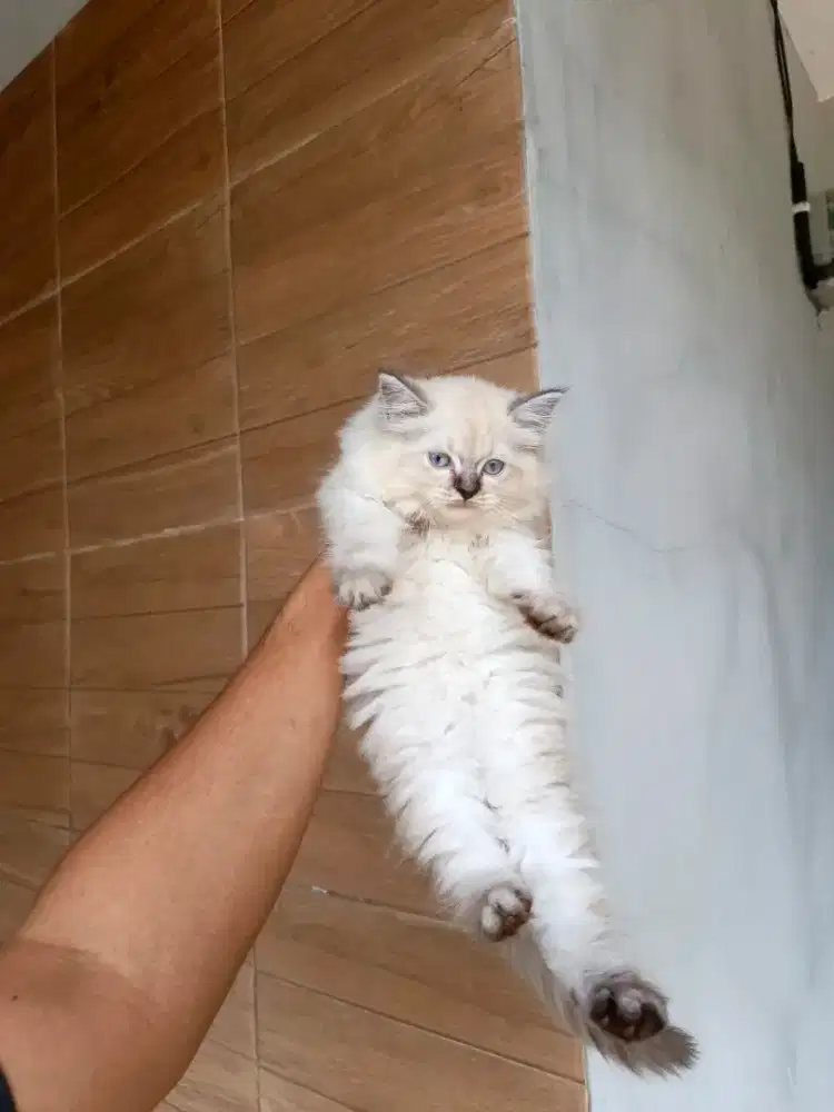 Kitten himalaya