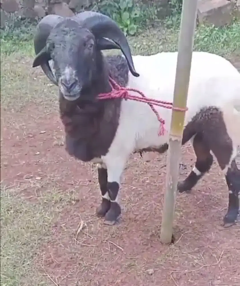 Domba qurban Padasuka atas