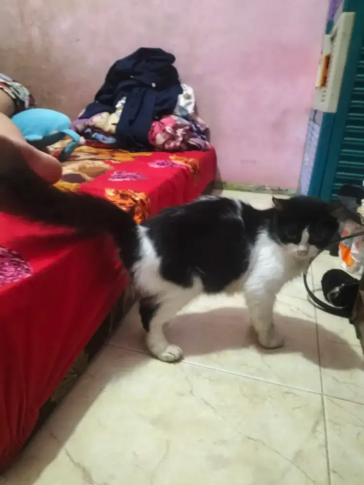 Lepas adop persia betina 1 tahun ganti pakan aja 200k