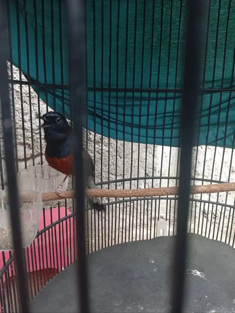 Murai Prestasi Laber n Lapresan