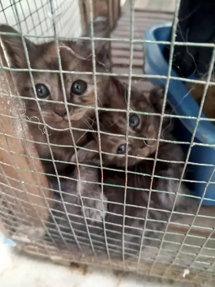 Sepasang kitten Persia