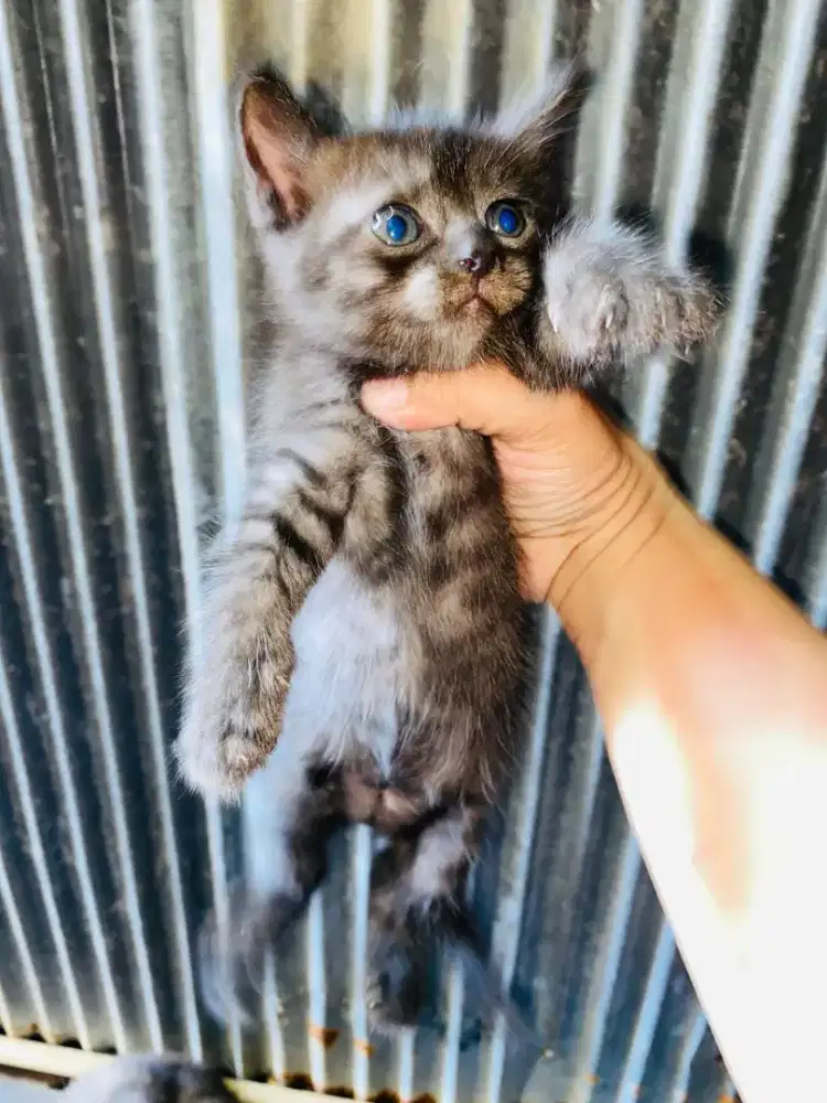 Sepasang kitten Persia