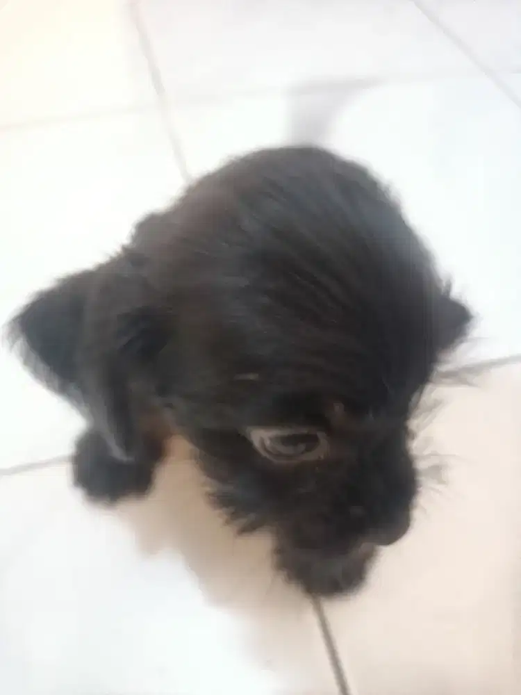 Anak anjing umur 2 bln