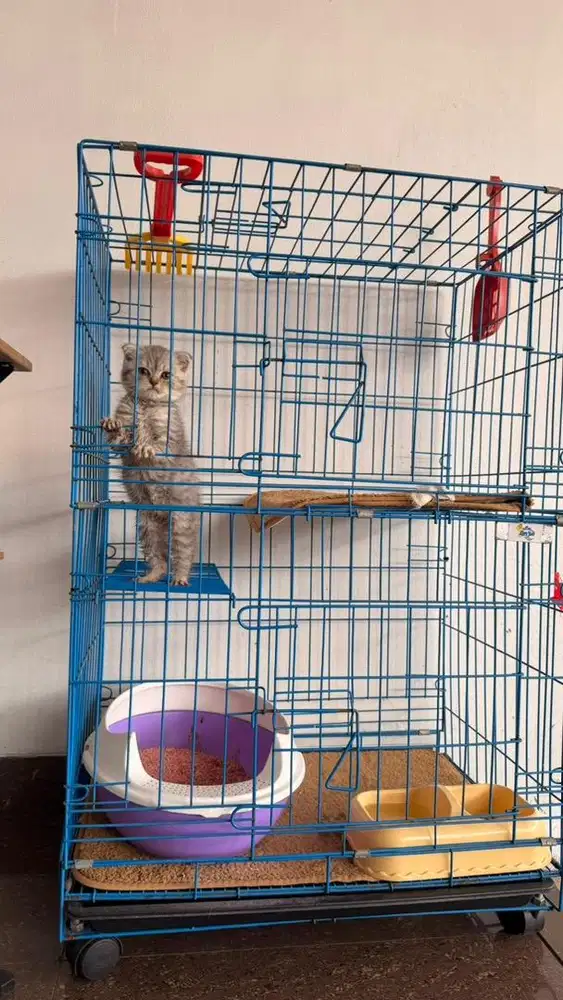 kandang kucing 2 lantai