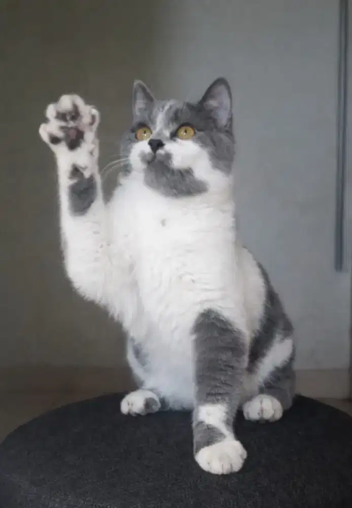 British shorthair bicolor blue female 6 bulan