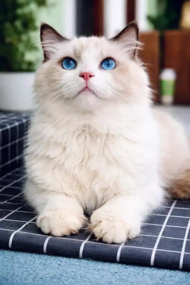 RAGDOLL MALE 6 BULAN