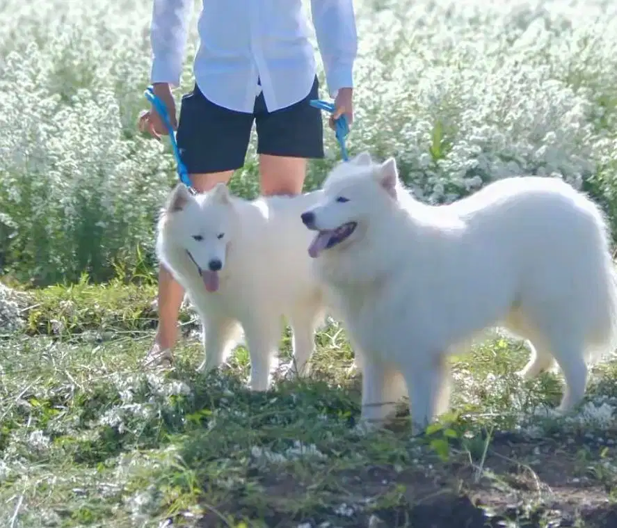 Jual anjing couple samoyed