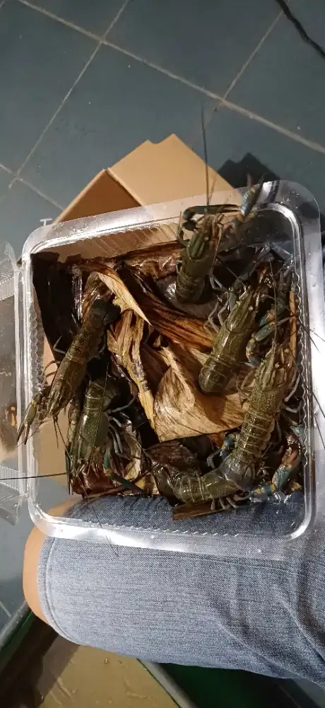 Jual Indukan Lobster Air Tawar (Jenis Redclaw) Ukuran up 4inci