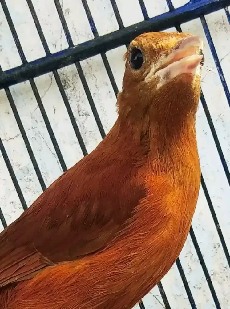 Cucak emas papua mulus rawatan