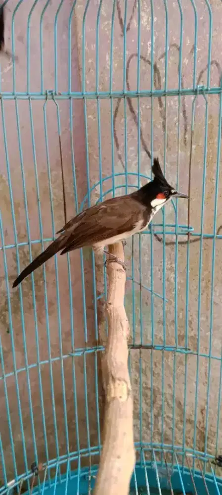 Buat kolektor kutilang malaysia mulus rawatan bunyi