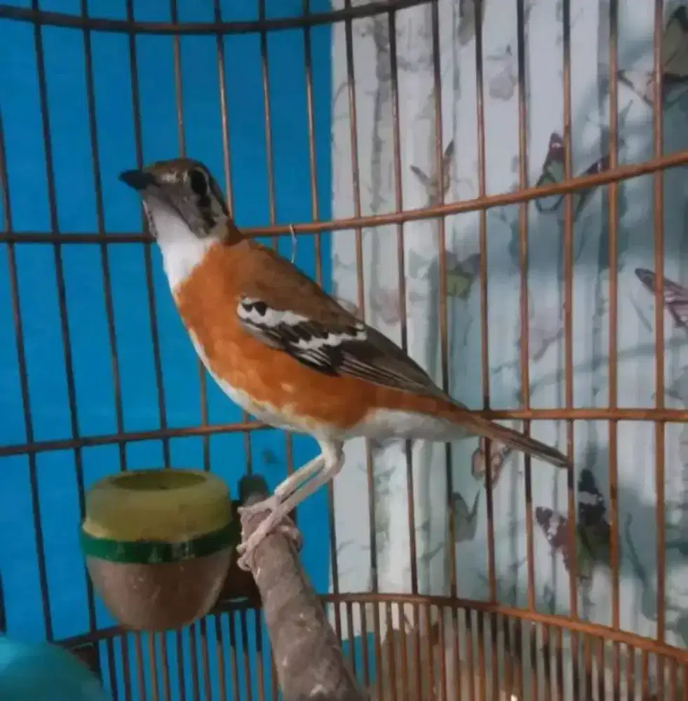 Anis cendana jantan gacor mulus