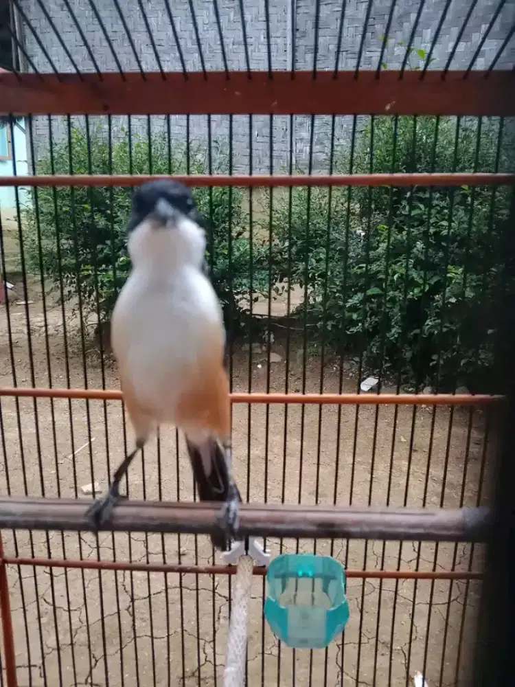 Toed madura mulus isian variasi