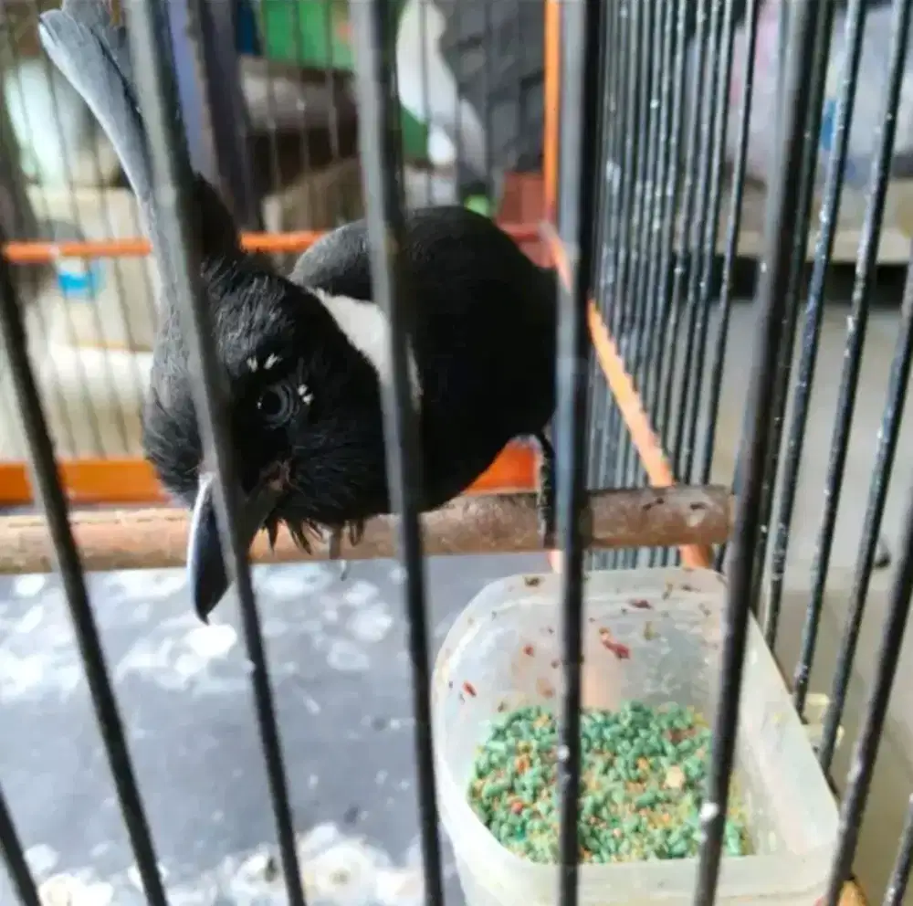 ClLlLlin rawatan voertotal