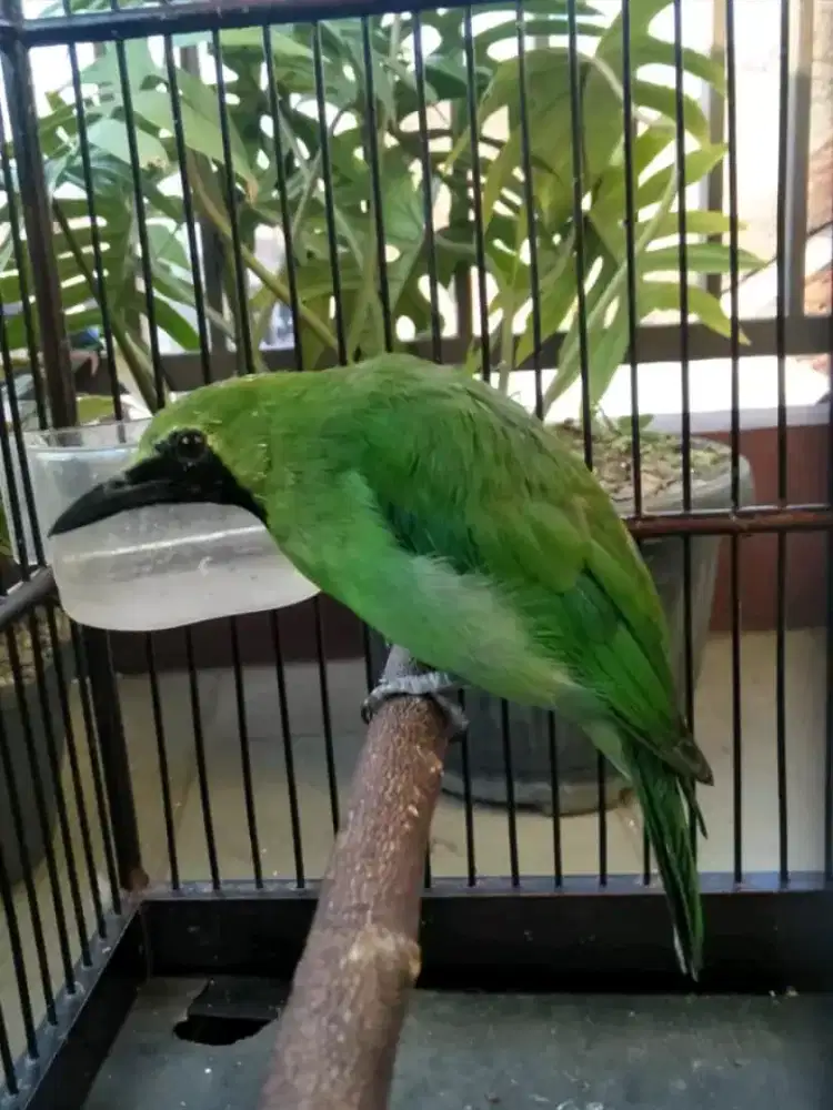 Si bongkong dari banyuwangi