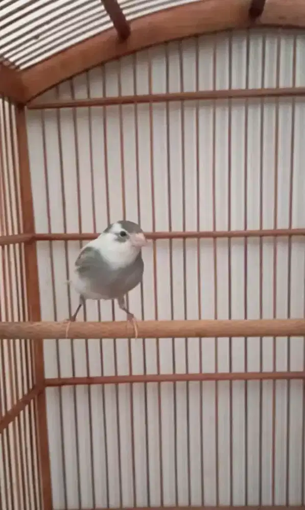 Kenari panda gacor atas bawah