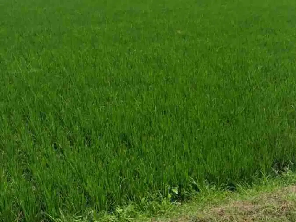 Sawah Murah Akses Mobil di Caruban