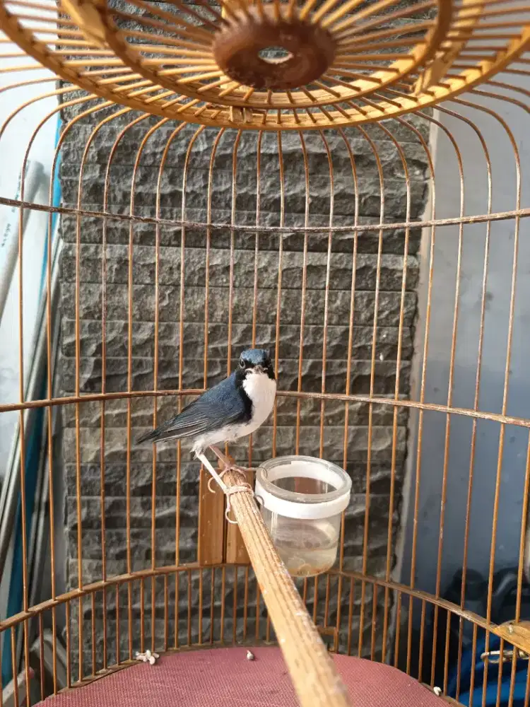 Siberian Blue Robin (SBR)