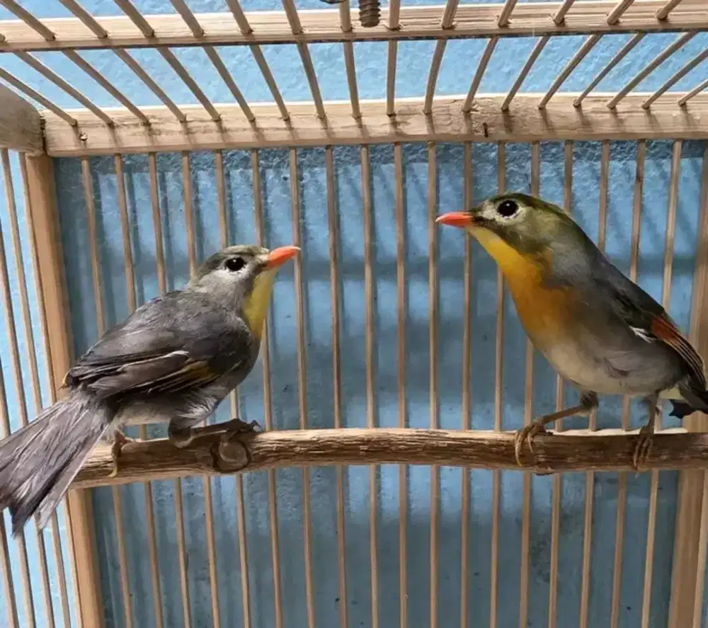 Sepasang robin mulus