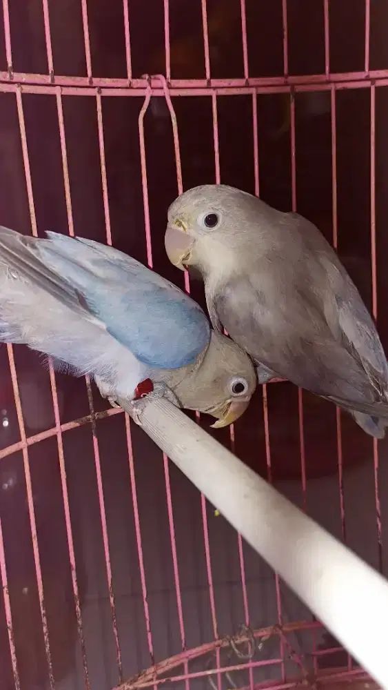 Biola spangle X Biola pied