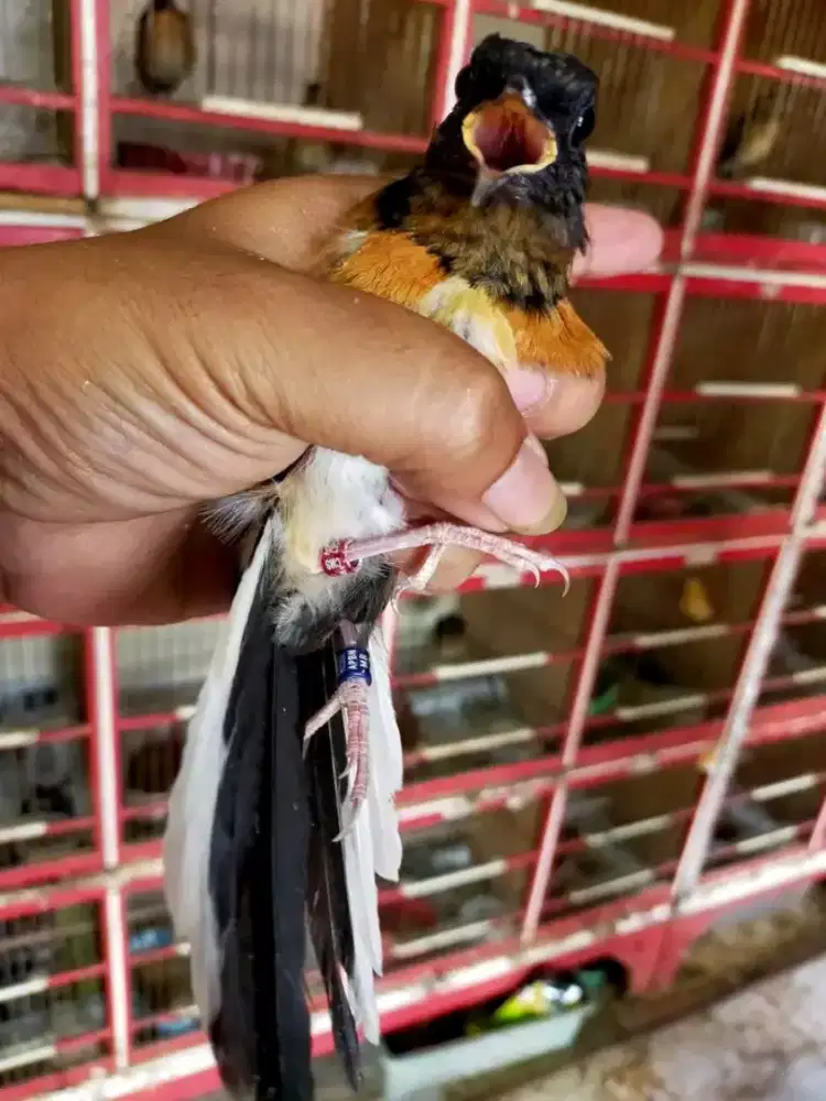 Trotol murai batu seri f