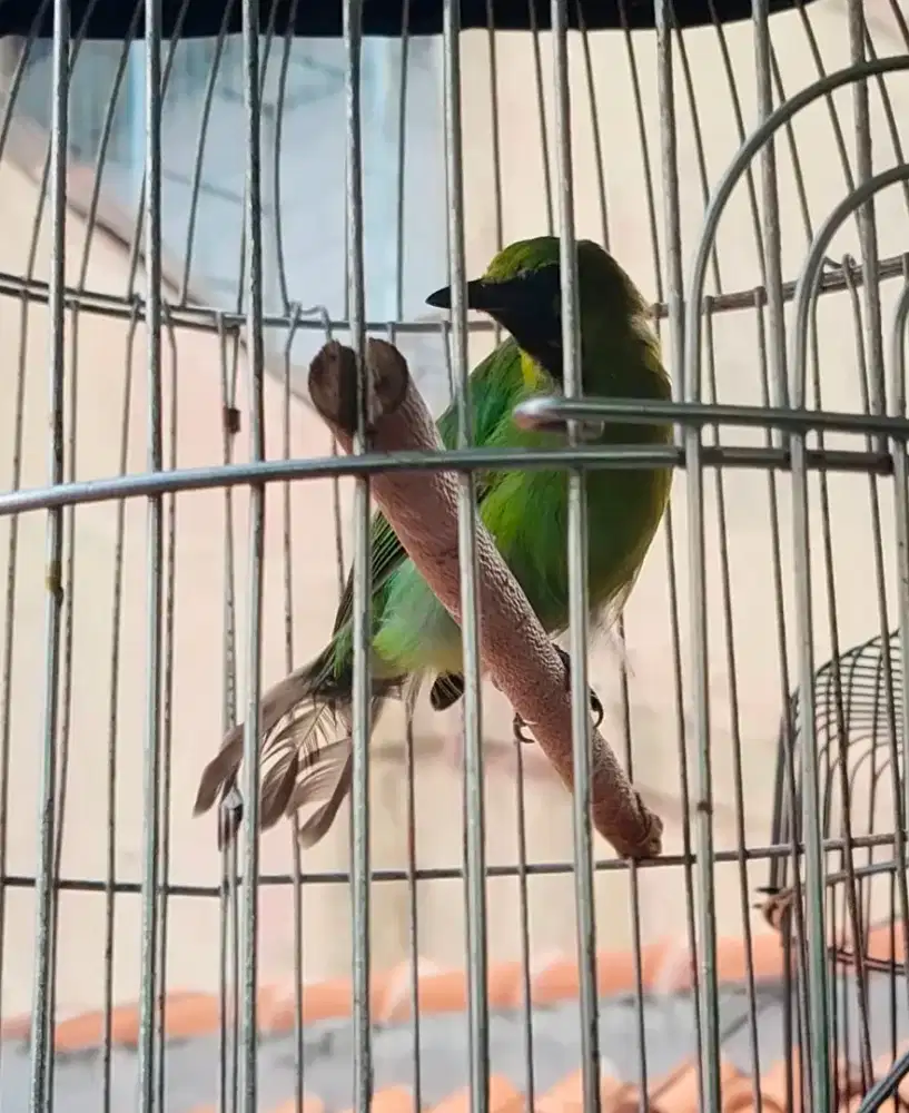 Burung murai kenari trucuk jalak mini rajin bunyi fullset