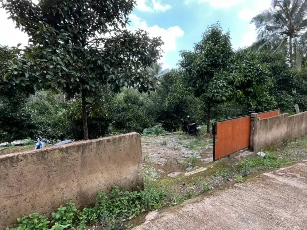 Dijual Murah Tanah Kebun Manggis Sudah Ada Pagar Keliling Toilet dan Listrik