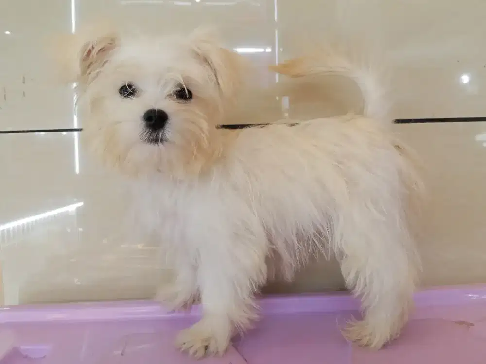 Di Cari Kennel Boy Girl Handel Anjing