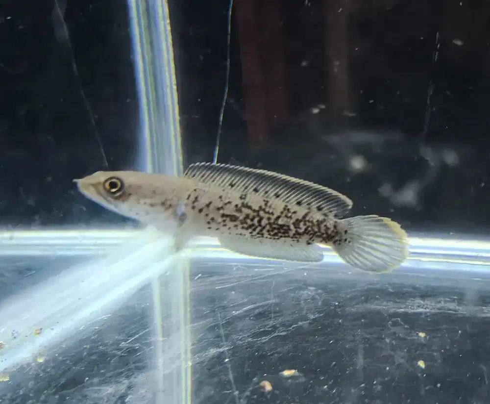 Chana Stewari Progress Dot full Gondrong