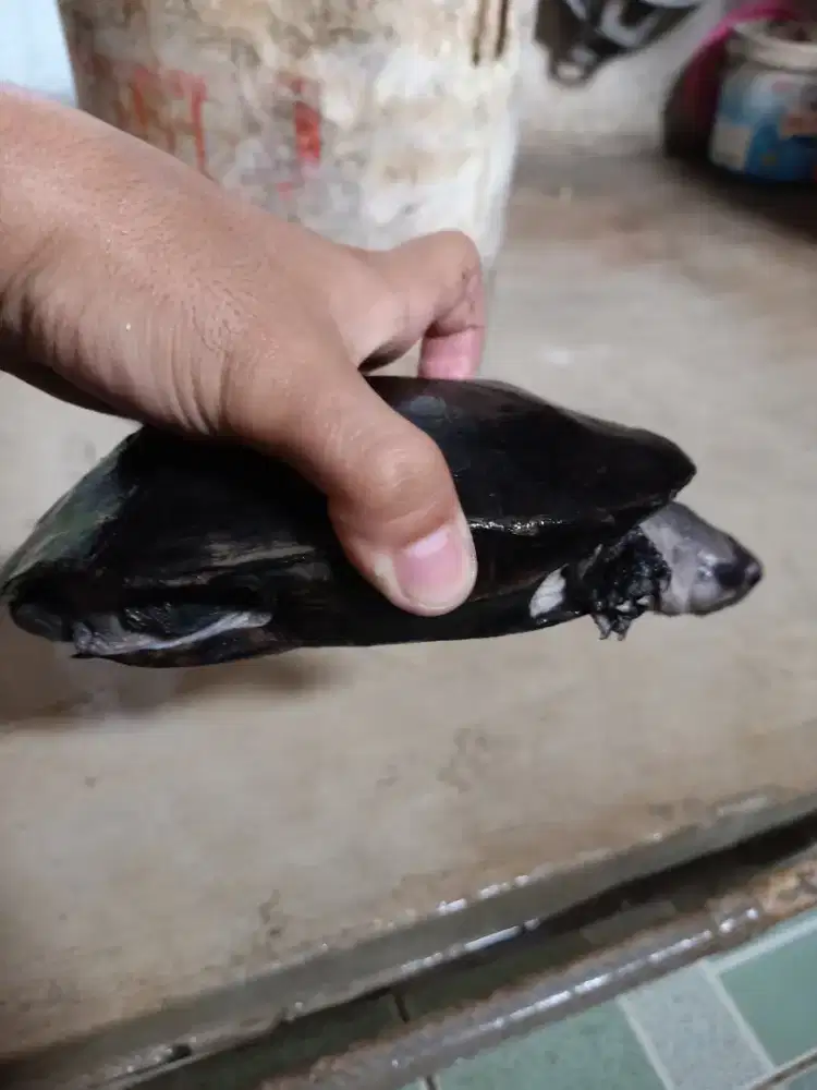 kura kura hitam
