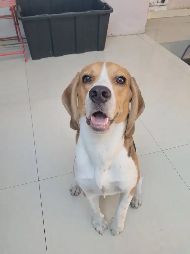 Anjing Beagle Tricolor