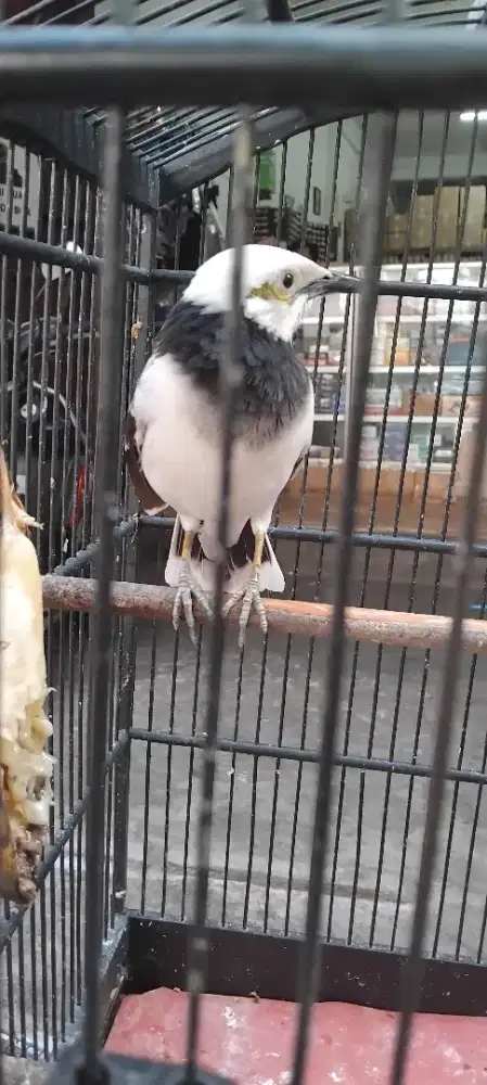 Jalak hongkong gacor