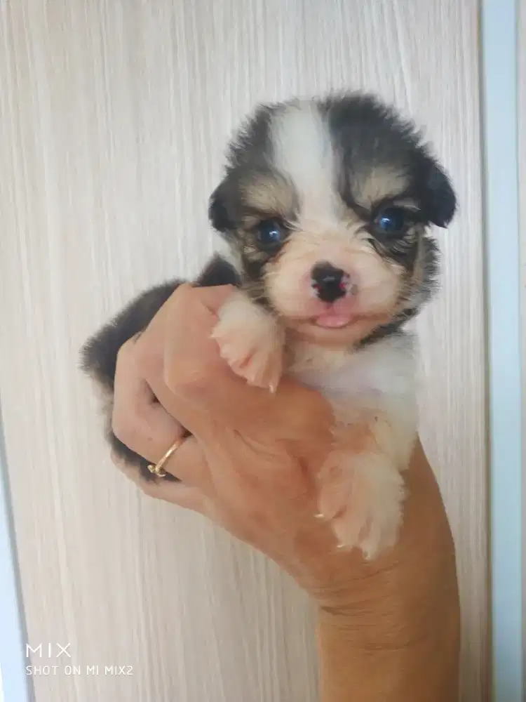 Jual Anakan Corgi Long Hair