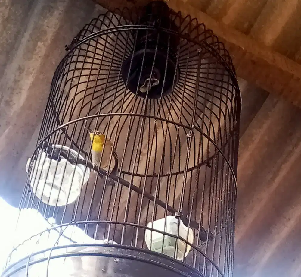 Burung kacamata Jantan